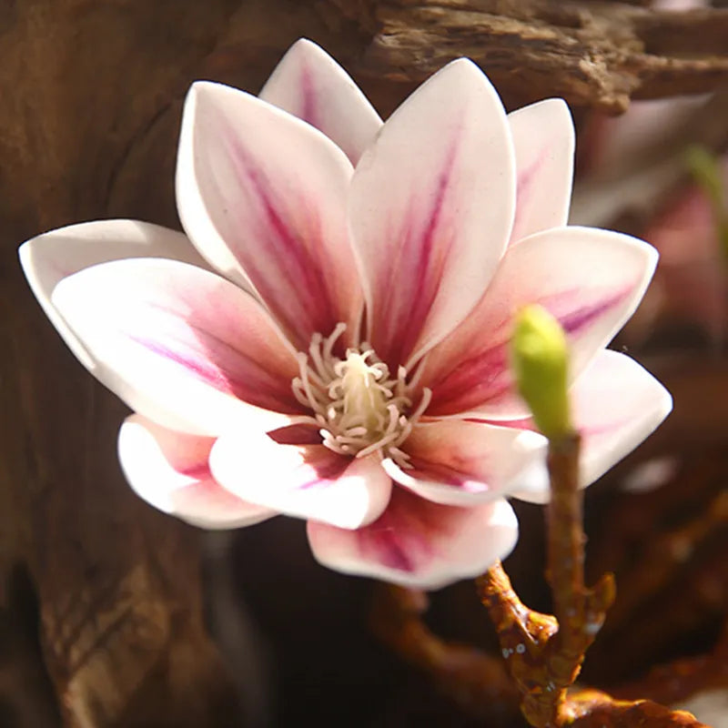 Avtoit | Artificial Magnolia Flowers