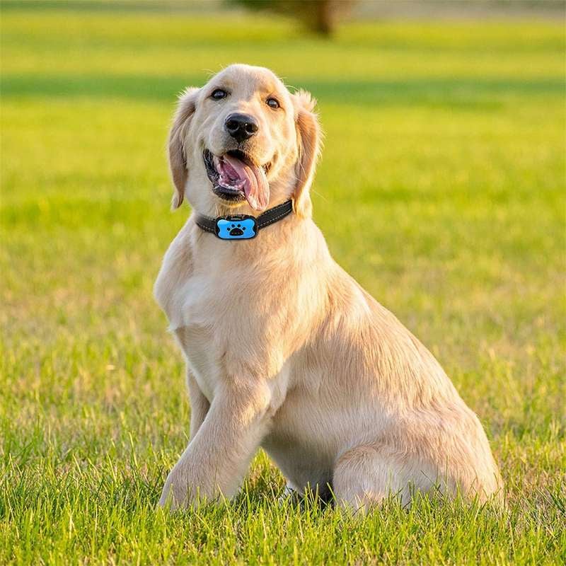 Avtoit | Anti-Bark Collar