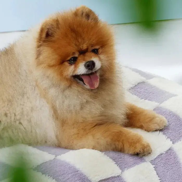 AquaRest • Waterproof Dog Bed for Indoor & Outdoor Comfort