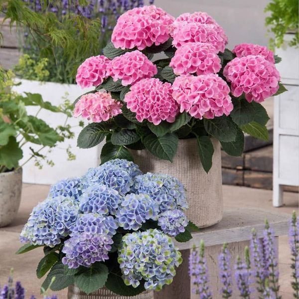 Avtoit | Outdoor Artificial Hydrangea Flowers