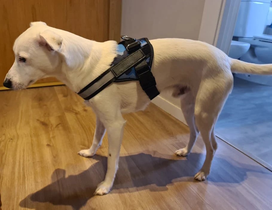 Avtoit | Anti Choke Dog Harness