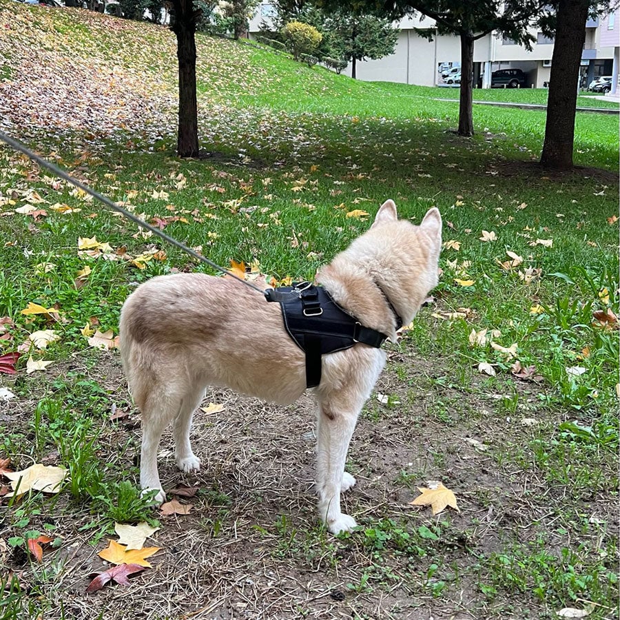 Avtoit | Anti Choke Dog Harness