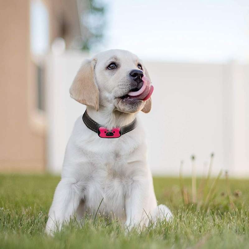 Avtoit | Anti-Bark Collar