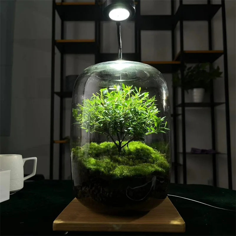 Avtoit | Micro Landscape Glass Vase | Clear Terrarium Planter for Succulents & Home Decor