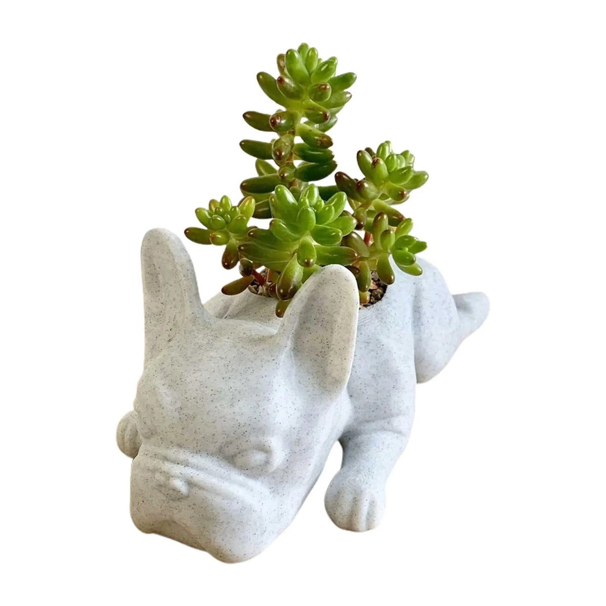 Avtoit | Dog Resin Succulent Planter - Buddy