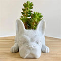 Avtoit | Dog Resin Succulent Planter - Buddy