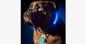 Avtoit | LED Dog Collar – Keep an eye on your pet!