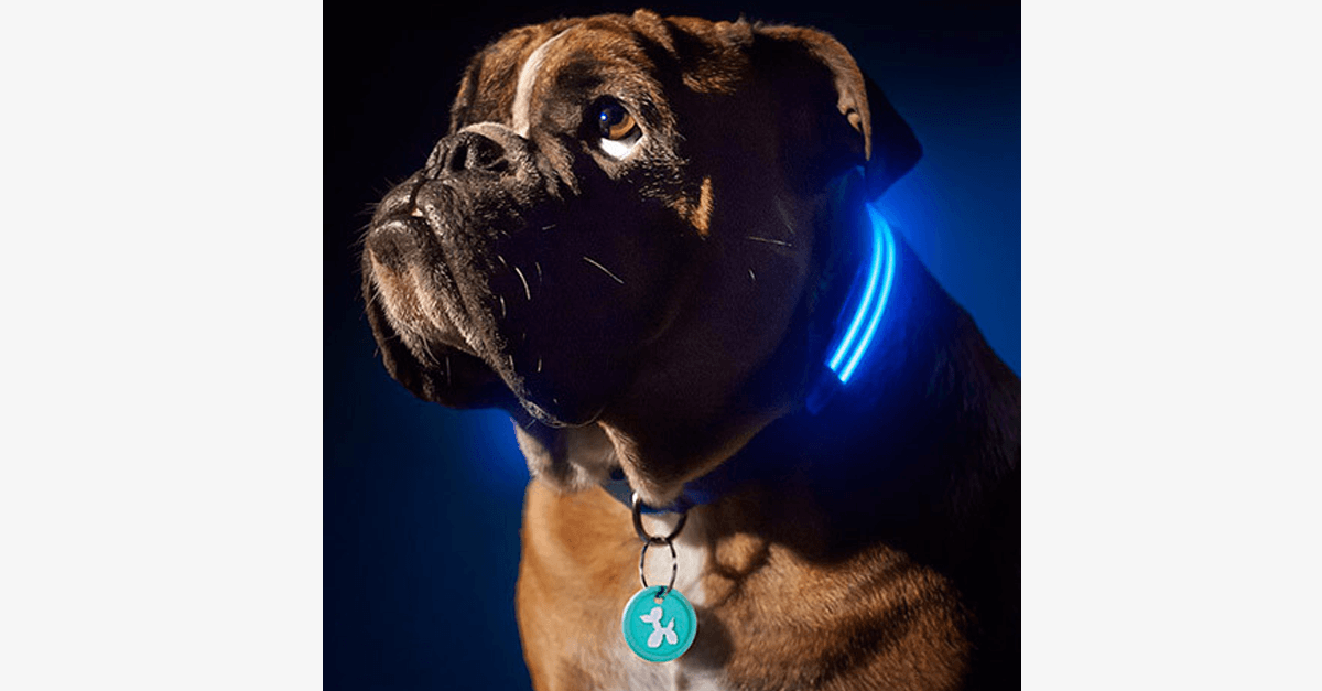 Avtoit | LED Dog Collar – Keep an eye on your pet!