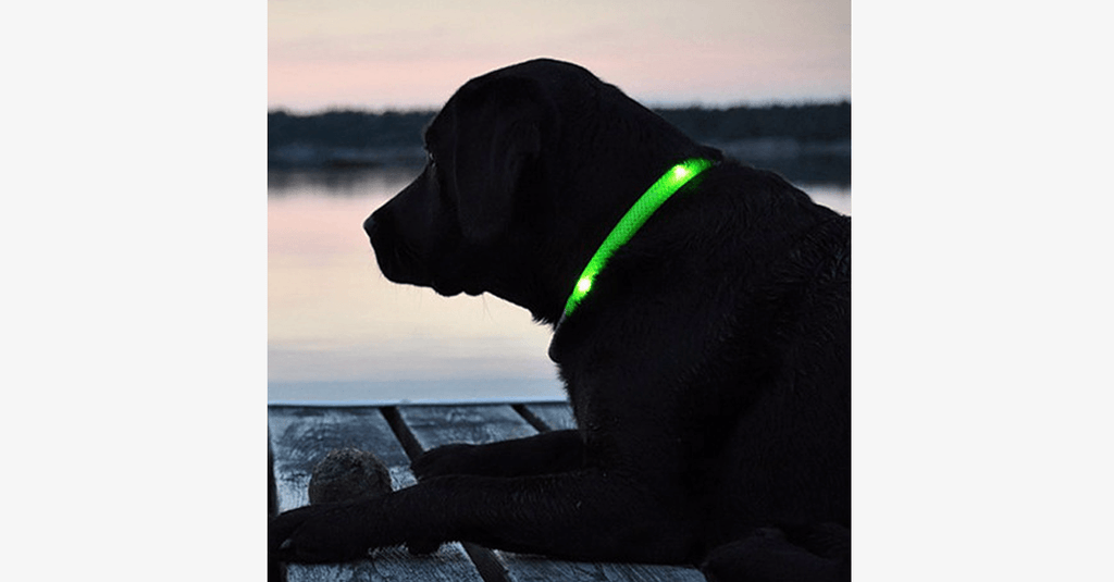 Avtoit | LED Dog Collar – Keep an eye on your pet!