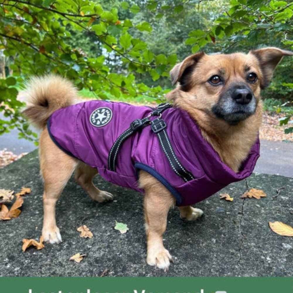 DryPaw •  Waterproof Dog Coat