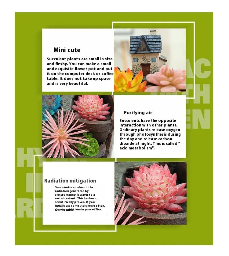 Avtoit | Succulent decorative flower pot for mini garden – Bonsai planting pot for micro landscape and garden