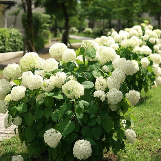 Avtoit | Outdoor Artificial Hydrangea Flowers