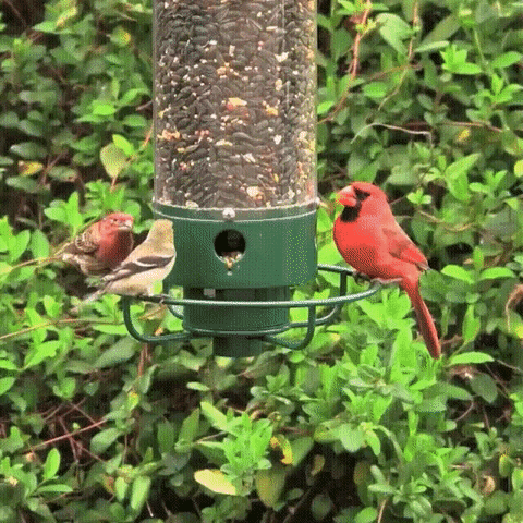 Avtoit | Squirrel Proof Bird Feeder | Heavy-Duty Metal, Multi-Feeding Ports & Ideal for Backyard Birdwatching