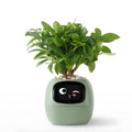 Avtoit | GreenBuddy SmartPot - Automatic Smart Planter