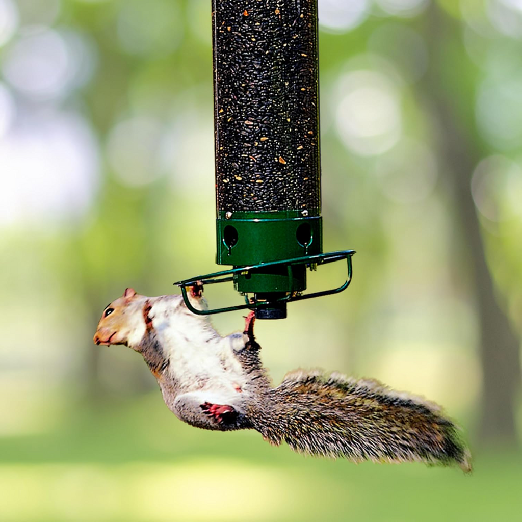 Avtoit | Squirrel Proof Bird Feeder | Heavy-Duty Metal, Multi-Feeding Ports & Ideal for Backyard Birdwatching