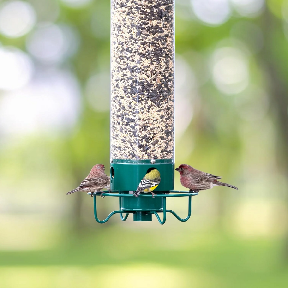 Avtoit | Squirrel Proof Bird Feeder | Heavy-Duty Metal, Multi-Feeding Ports & Ideal for Backyard Birdwatching