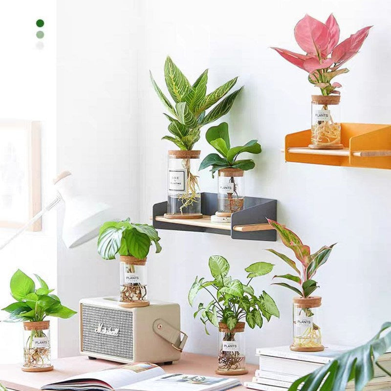 Avtoit | Nordic Transparent Glass Wooden Flower Vase