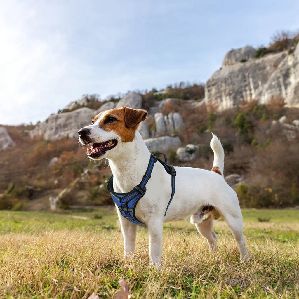 ReflectaGuard •  No Pull Dog Harness