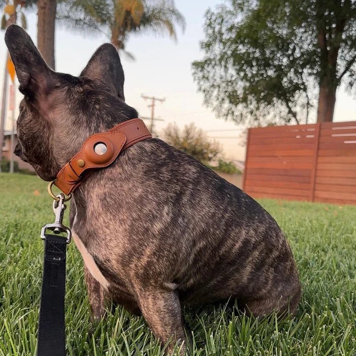 SafeTrack • Premium AirTag Dog Collar