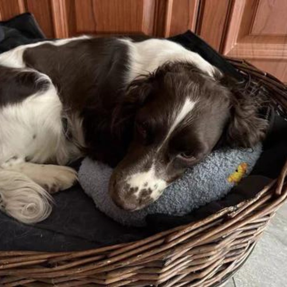 SleepHug • Calming Pet Pillow for Dogs & Cats
