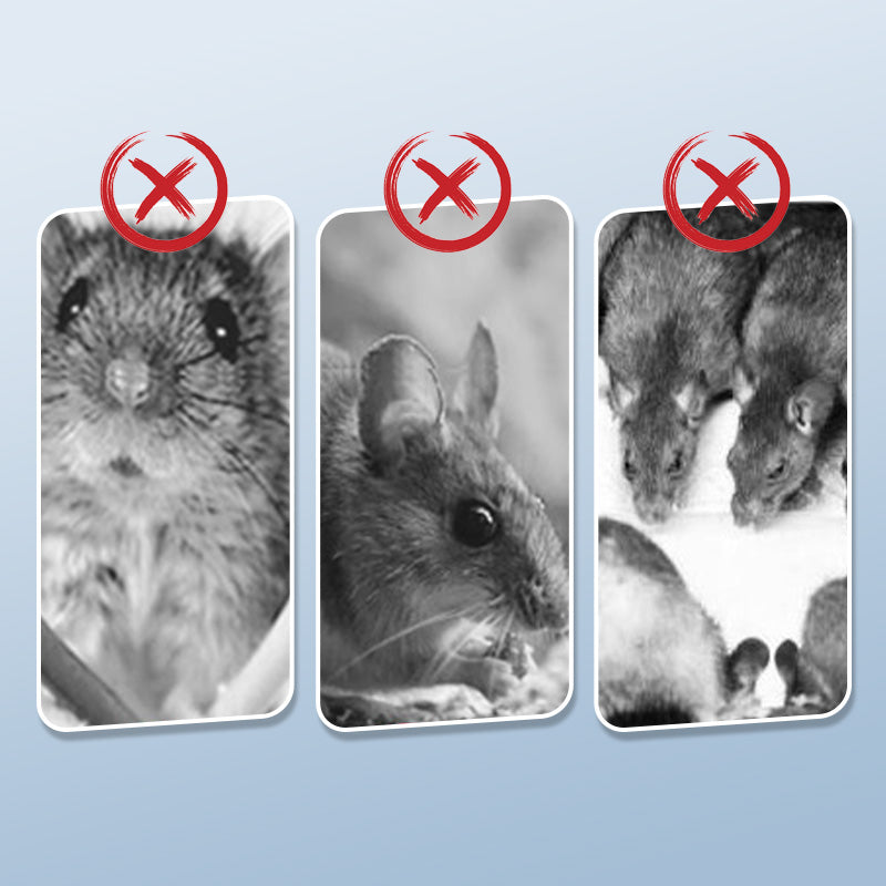 Avtoit |  Powerful mouse trap with high sensitivity