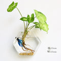 Avtoit | Wall vase made of glass
